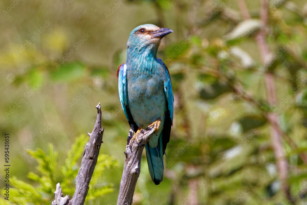 European Roller in Kruger Park South Africa