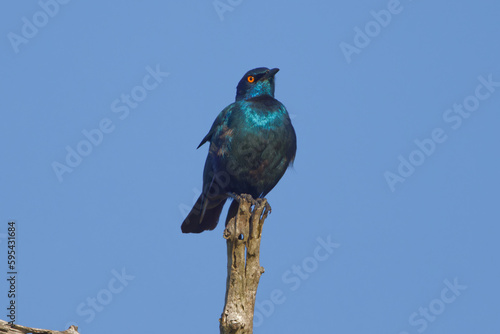 Burchell's Starling in Kruger Park South Africa © Jeff