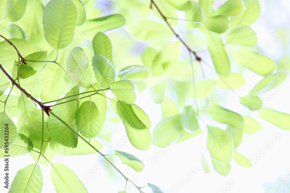 桜の葉っぱ Images – Browse 17 Stock Photos, Vectors, and