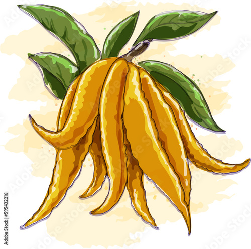 Watercolor fingered citron