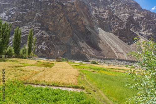 buckwheat flower field behind are mountains and cloudy sky in Thang village. Thang is a part of Turtuk village, which was under Pakistan's control until 1971, after which India gained control of it.