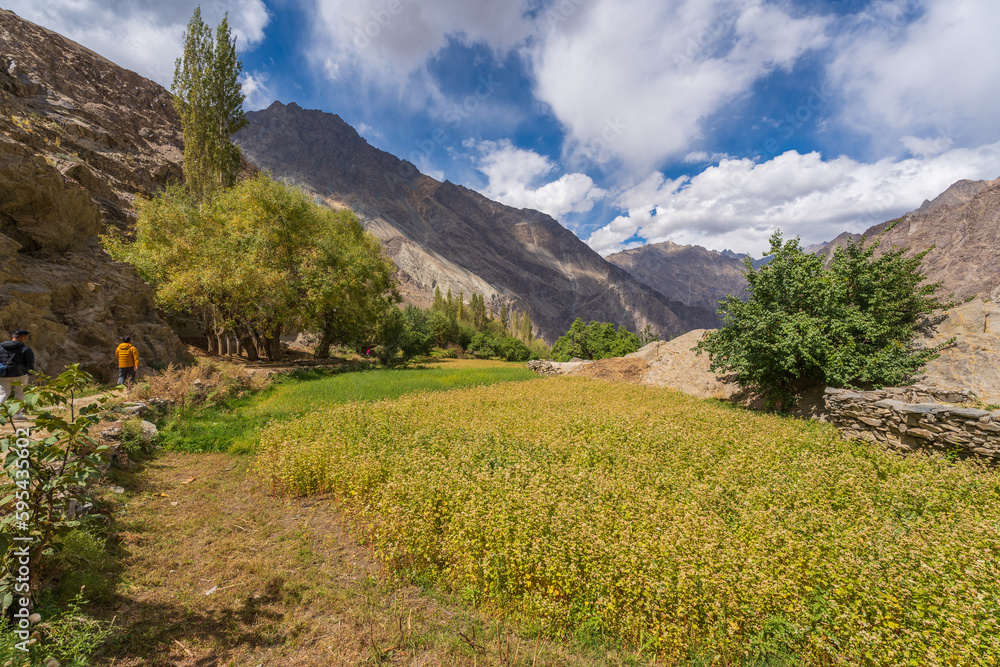 buckwheat flower field behind are mountains and cloudy sky in Thang village. Thang is a part of Turtuk village, which was under Pakistan's control until 1971, after which India gained control of it.