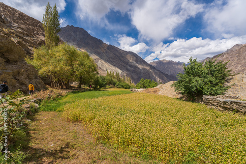 buckwheat flower field behind are mountains and cloudy sky in Thang village. Thang is a part of Turtuk village, which was under Pakistan's control until 1971, after which India gained control of it.