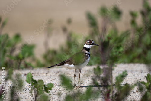 Close-up portrait of Killdeer Bird on shore on a bright spring day