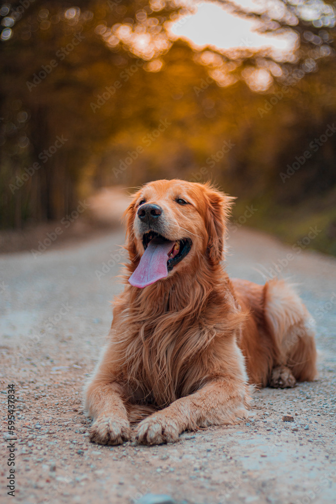 perro Golden Retriever al atardecer, bosque, lengua afuera. perro Golden Retriever al atardecer, bosque, lengua afuera.