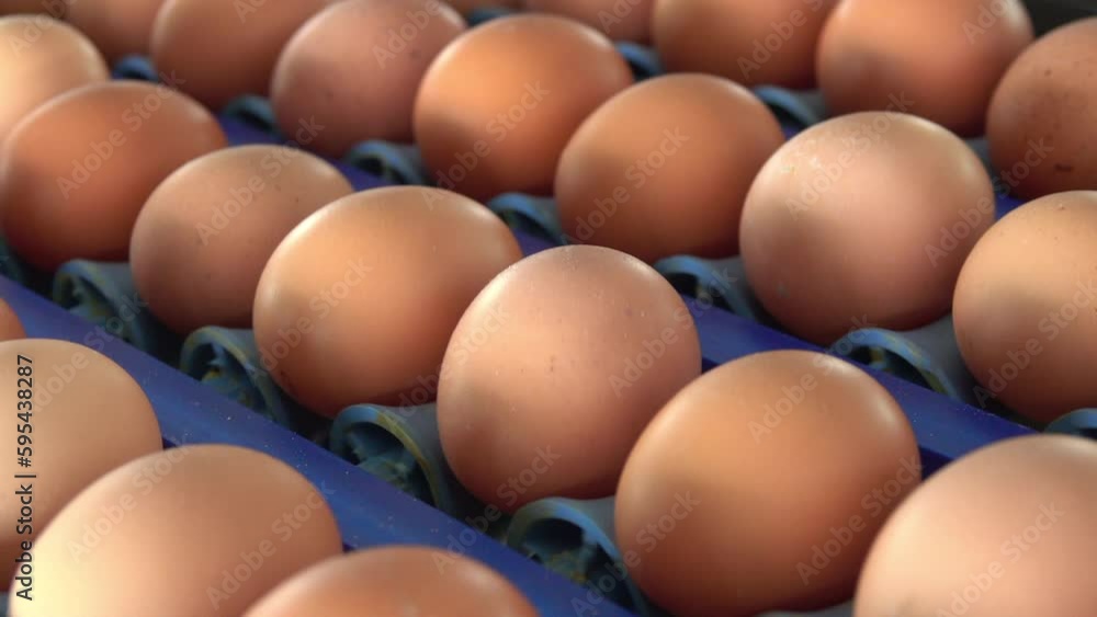 The eggs are being transported to the sorting station The eggs are being transported to the sorting station