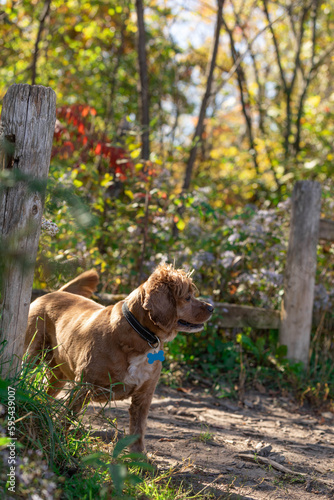 Photo of a cocker spaniel dog standing by a wooden fence in the country. It is autumn and the leaves are changing colours in the background.