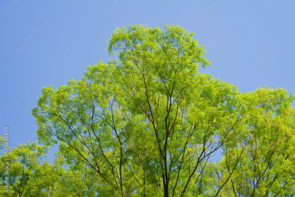 The spring scenery in a park in Tokyo:
In the fresh green month of April, beautiful flowers and freshly sprouted young leaves with budding eyes grow in the blue sky, making it a beautiful sight. The spring scenery in a park in Tokyo:
In the fresh green month of April, beautiful flowers and freshly sprouted young leaves with budding eyes grow in the blue sky, making it a beautiful sight.