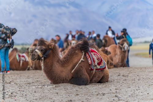 cute camels portrait in Hunder village at the Leh district of Ladakh, India famous for Sand dunes, Bactrian camels. photo