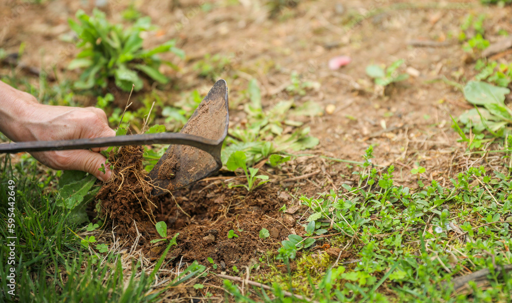 Gardening tools like trowels, spades, and shovels are essential for