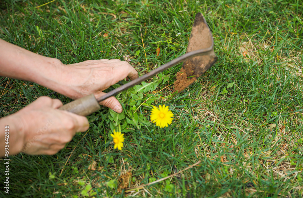 Gardening tools like trowels, spades, and shovels are essential for