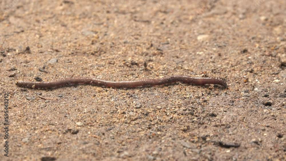 Close-up earthworm crawling on the dirt Close-up earthworm crawling on the dirt