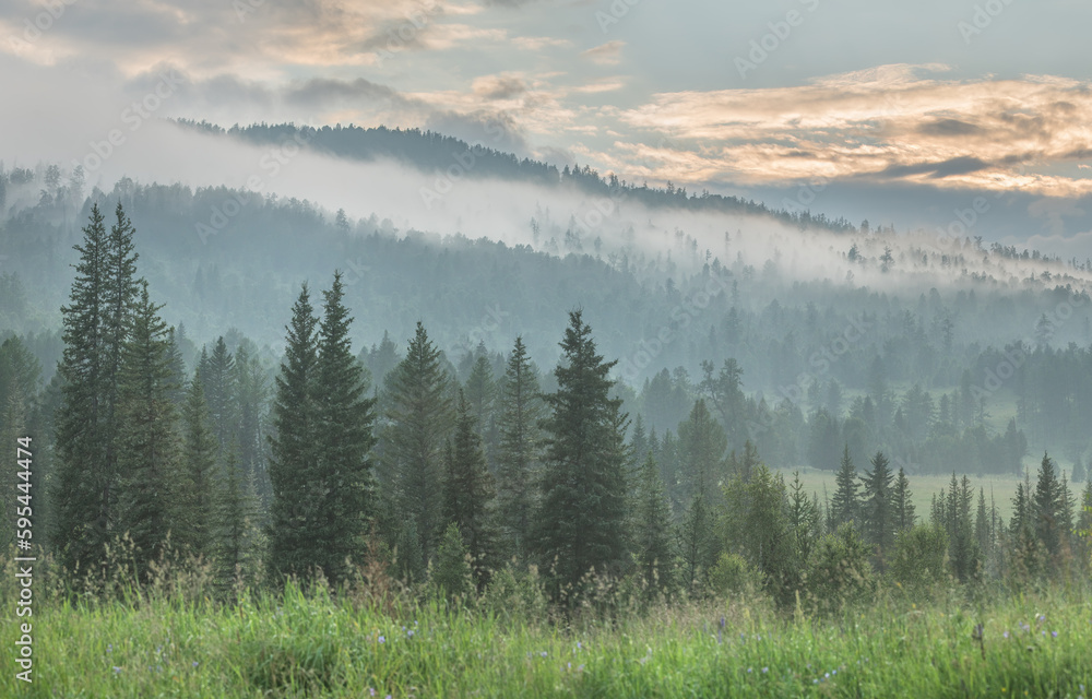 Fototapeta premium Mountain forest, foggy evening, wild wilderness