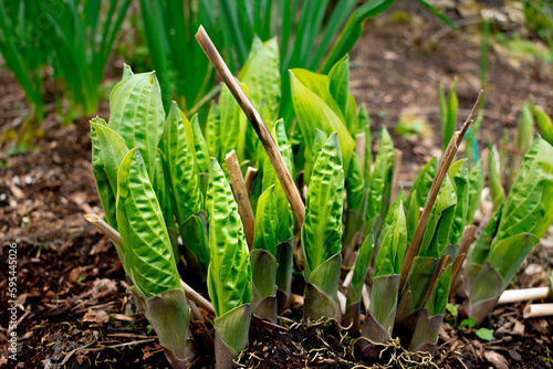 Green hosta plants emerge from barkdust covered ground in spring photo