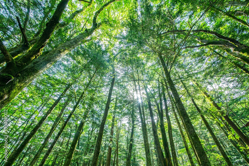 ローアングルで撮影した、太陽光の差し込む新緑の森林