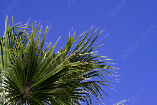 green palm trees against the blue sky. Vacation concept.  © Kateryna