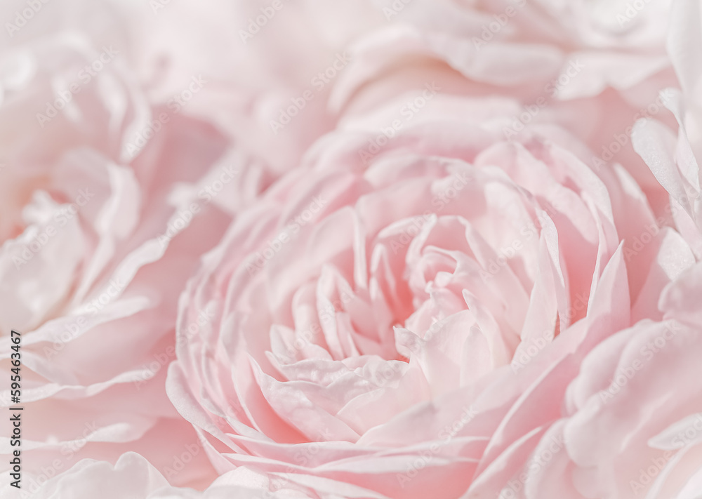 Pale pink roses. Soft focus. Macro flowers background for holiday design.