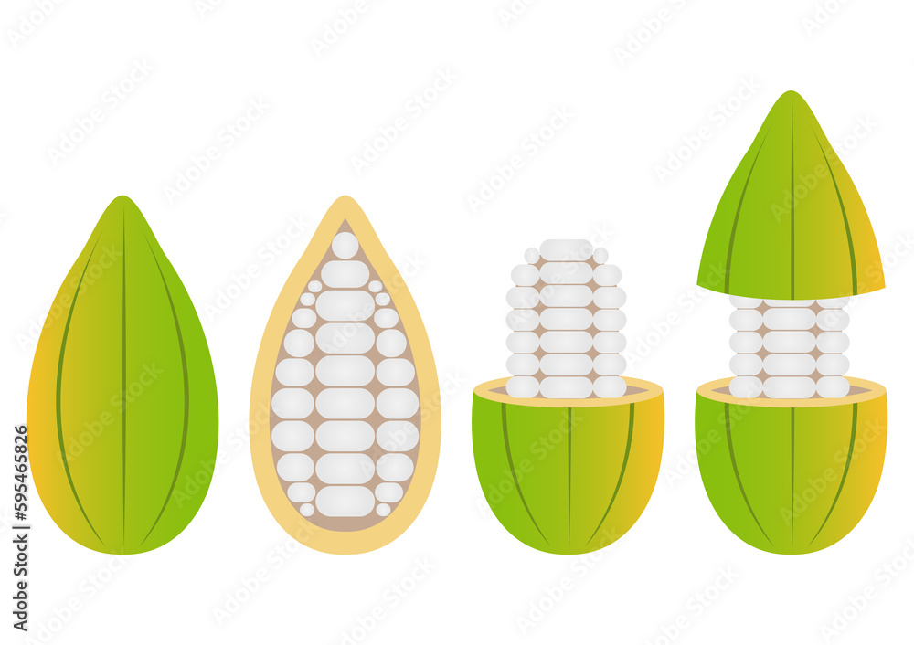 Fresh Cocoa Fruits, Cacao Beans, Cocoa Pod. Vector Illustration Isolated on White Background. Fresh Cocoa Fruits, Cacao Beans, Cocoa Pod. Vector Illustration Isolated on White Background.