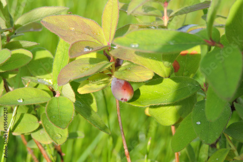A close-up of ripening and unripened blue honeysuckle fruit and green leaves in the sunlight, blurred grass in the background