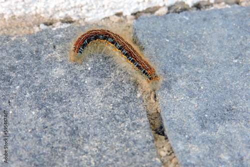 A colorful ground Lackey (Malacosoma castrensis) caterpillar, grey background photo