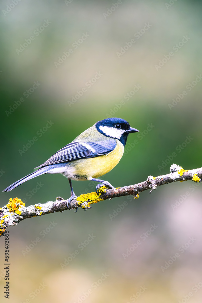 Fototapeta premium The great tit (Parus major) is a passerine bird