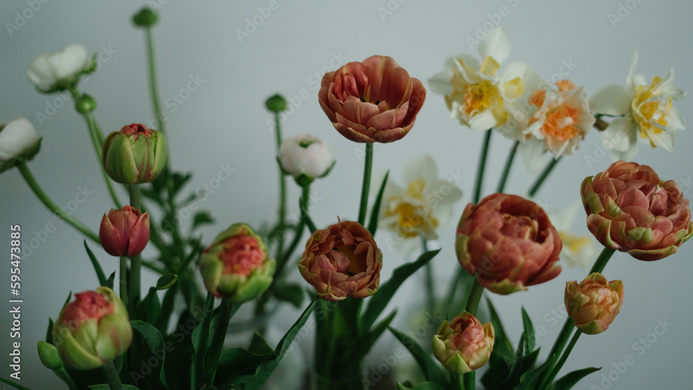 Obraz premium Assortment of tulips, daffodils and ranunculus against blank wall