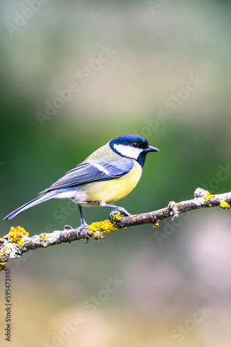 The great tit (Parus major) is a passerine bird