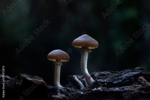 a Mushroom macro photography natural