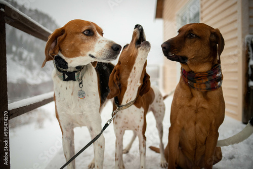American Foxhound and Redbone Coonhounds Howling in Colorado photo