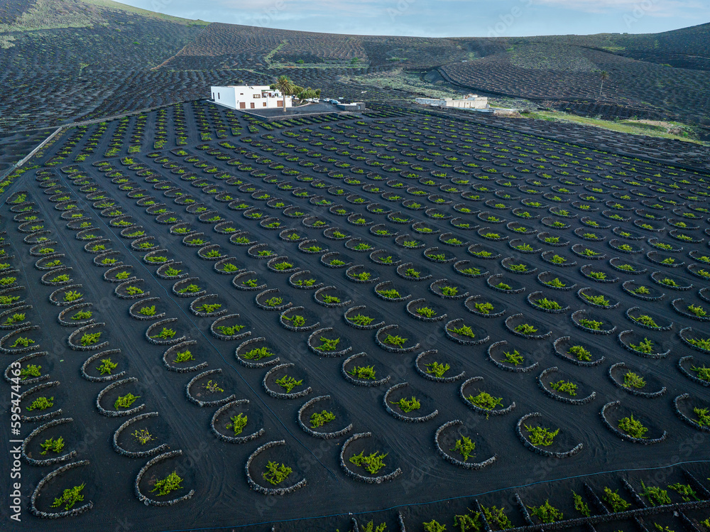 Fototapeta premium volcanic wineyards from aerial view