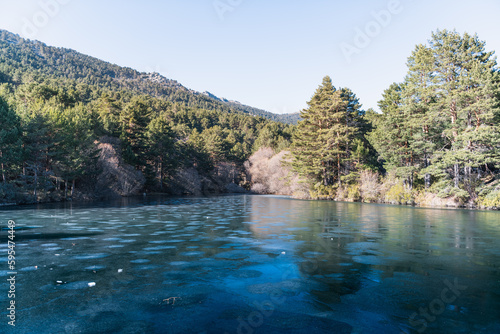 Frozen lake in nature surrounded by pine trees