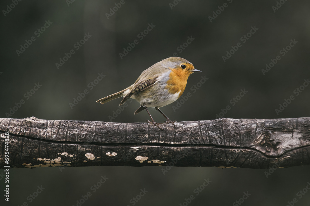 Fototapeta premium Red Robin (Erithacus rubecula) birds close up in a forest