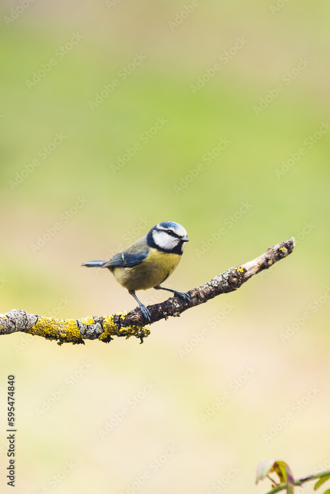 Obraz premium The great tit (Parus major) is a passerine bird
