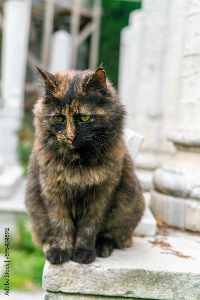 Street cat in Istanbul, Turkey