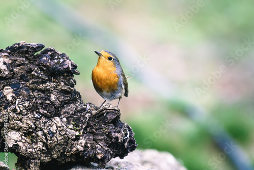 Red Robin (Erithacus rubecula) birds close up in a forest © Cavan