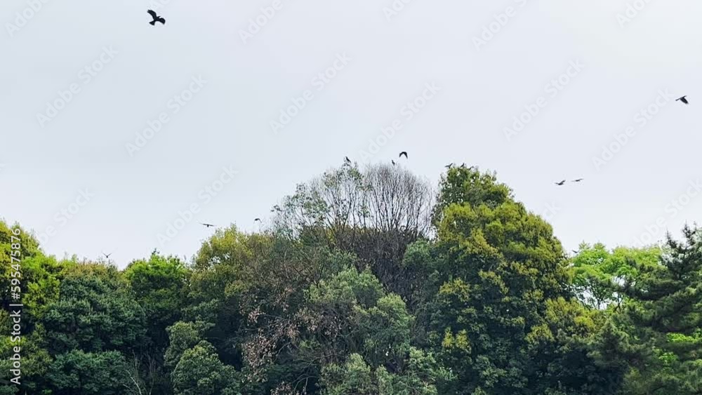 森林を飛び回るカラスの群れ 森林を飛び回るカラスの群れ