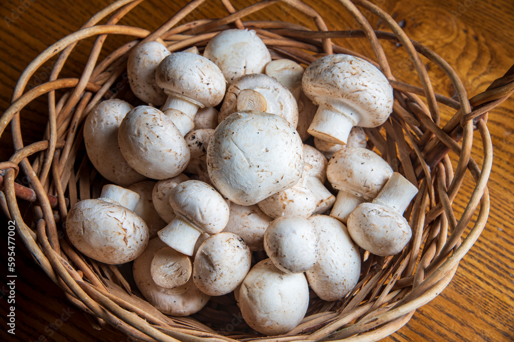 Mushrooms after picking in a wooden basket...the sun shines on the mushrooms...