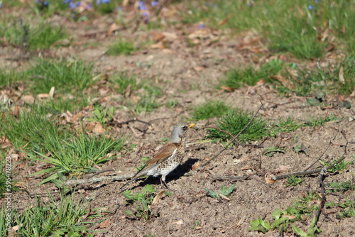 Sweden. The fieldfare (Turdus pilaris) is a member of the thrush family Turdidae. It breeds in woodland and scrub in northern Europe and across the Palearctic. 