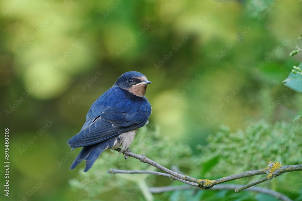 Fototapeta premium Young Barn swallow sitting on the branch. Hirundo rustica.