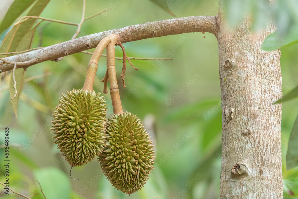 Branch of durian on tree Branch of durian on tree
