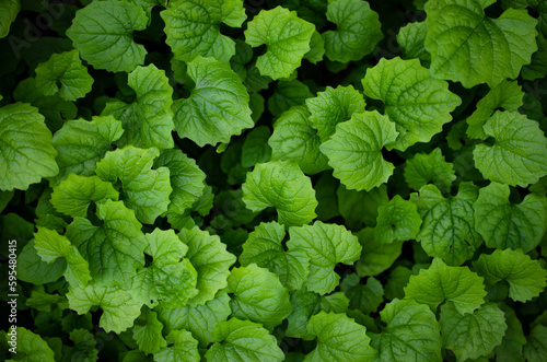 bright juicy greens for the background