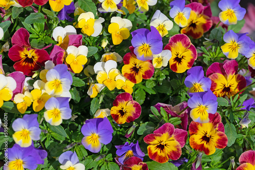 Blühende Hornveilchen, Viola cornuta, im Frühling