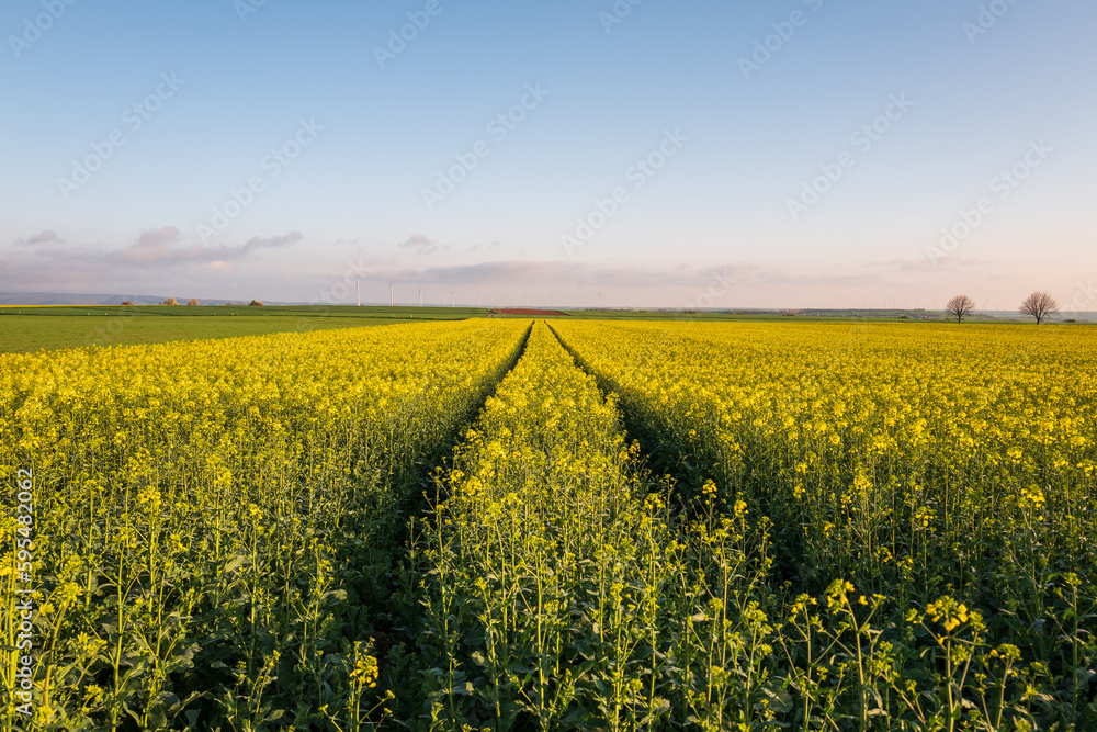 field of rapeseed field of rapeseed