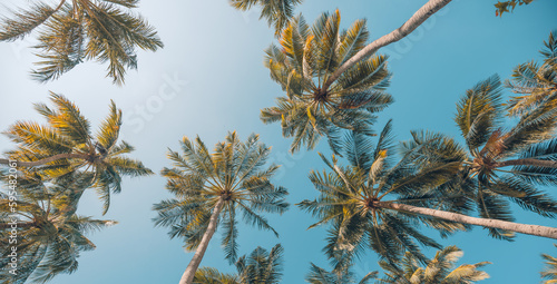 Beautiful nature background. Panoramic coconut palm trees view under blue sunny sky. Sunrise soft pastel colors, peaceful tranquil green plants. Jungle forest exotic landscape, inspire meditation