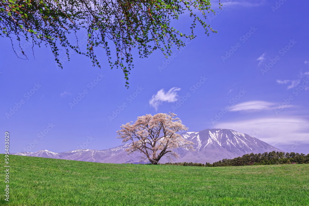 小岩井農場の一本桜