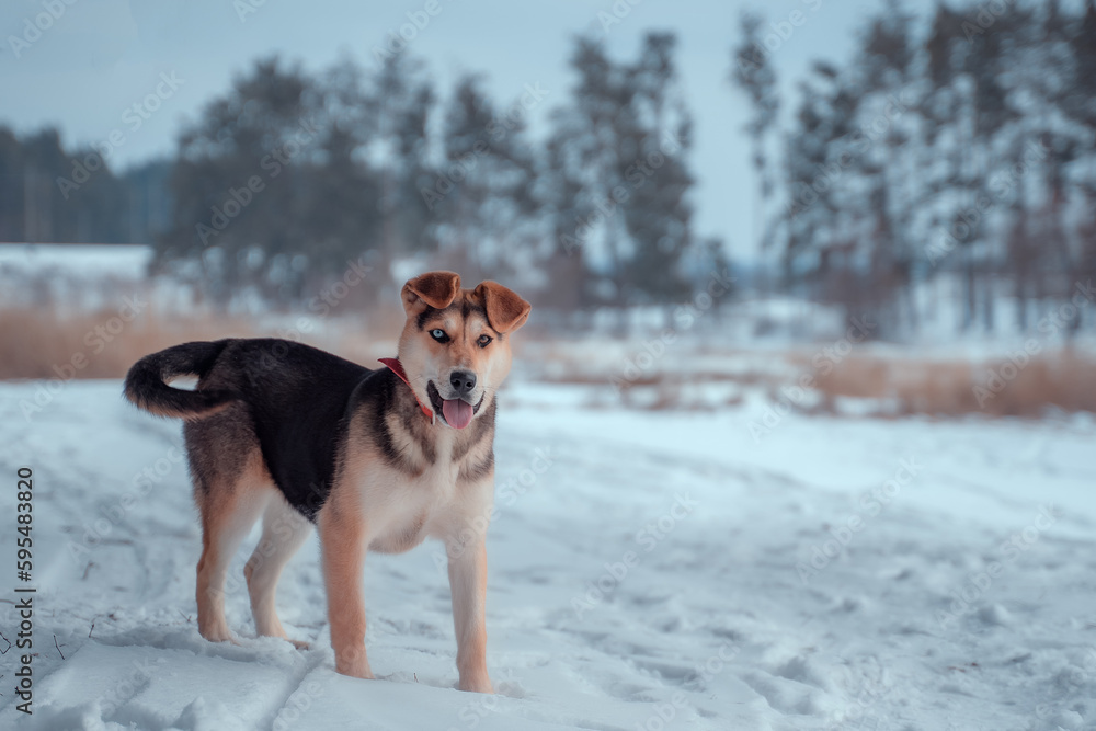 Dog with multi-colored eyes in winter in a field.