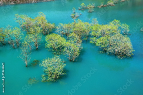 秋扇湖の水没林