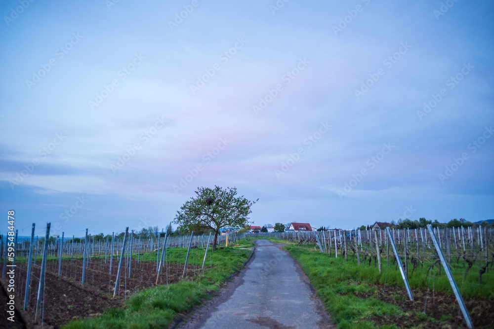 path in a vineyard
