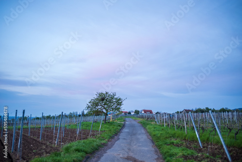 Fototapeta Naklejka Na Ścianę i Meble -  path in a vineyard