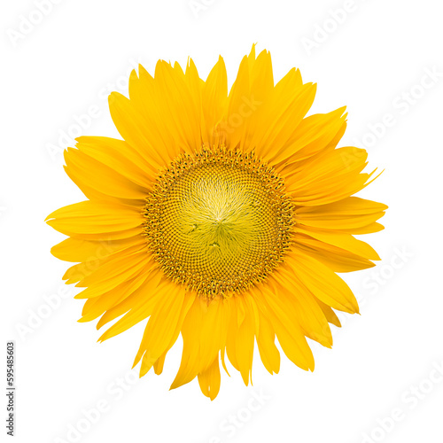 Fototapeta Naklejka Na Ścianę i Meble -  Isolated sunflower flower. Close-up. View from above. The symbol of the sun. The amulet of the family. Concept. Hexagon.